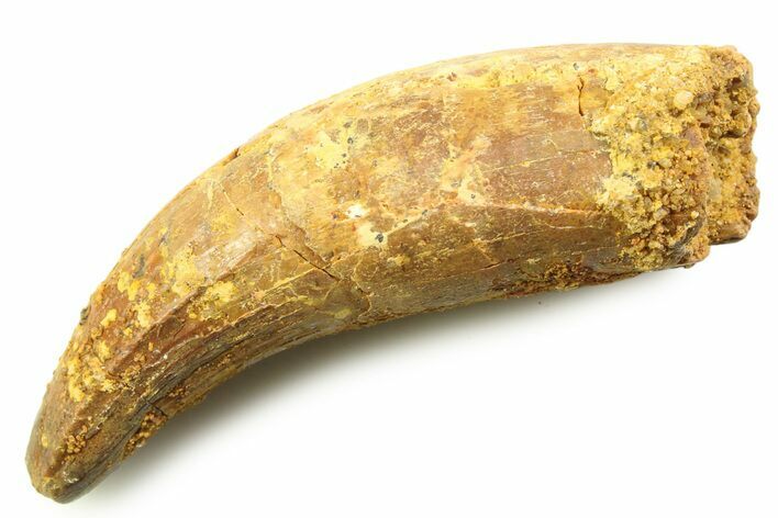 Cretaceous Fossil Crocodylomorph Tooth - Morocco #357856